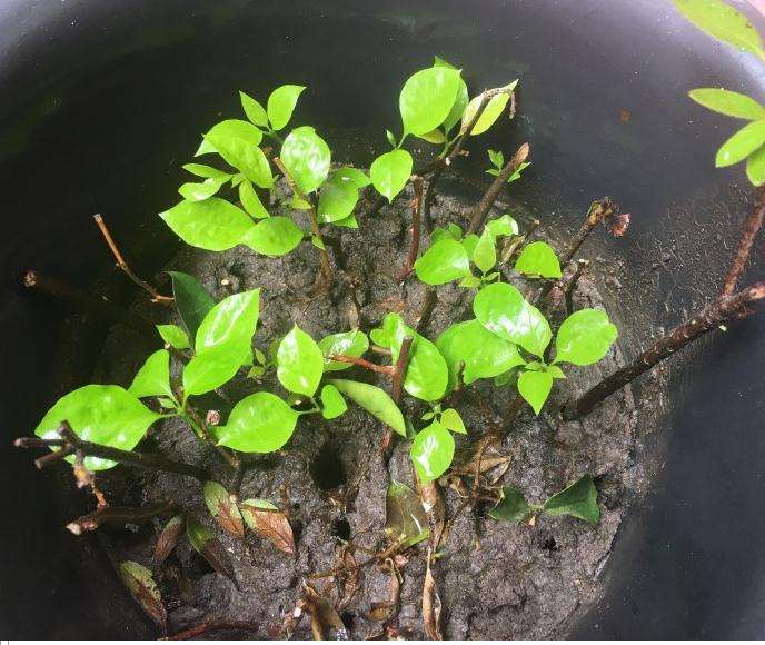 记录扦插三角梅盆栽的过程 图片