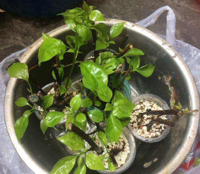 记录扦插三角梅盆栽的过程 图片