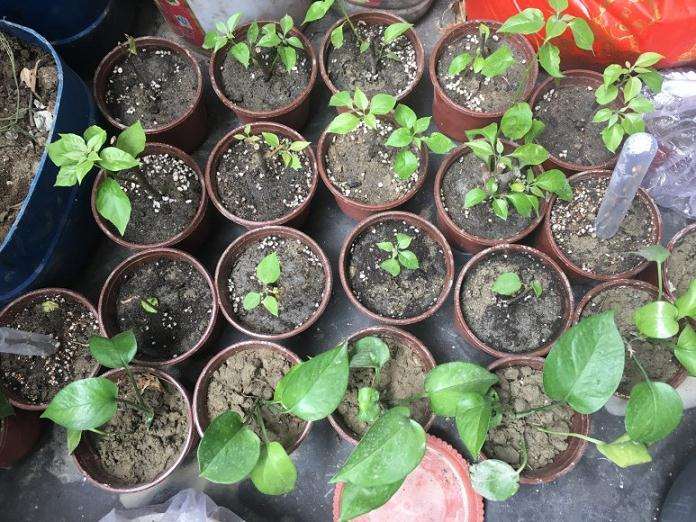 记录扦插三角梅盆栽的过程 图片