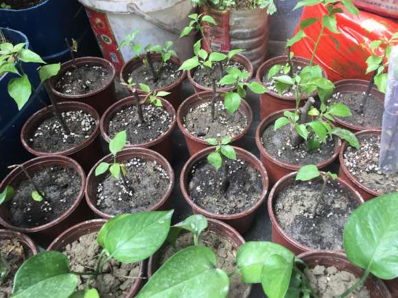 记录扦插三角梅盆栽的过程 图片