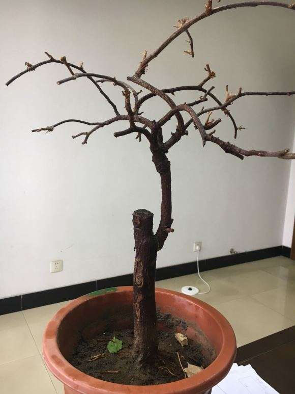 三角梅盆栽不发芽 是不是死了 图片