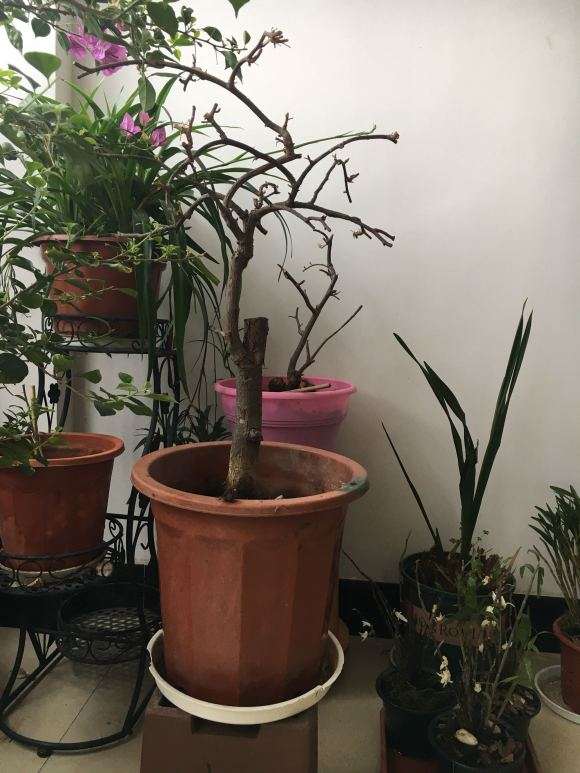 三角梅盆栽不发芽 是不是死了 图片