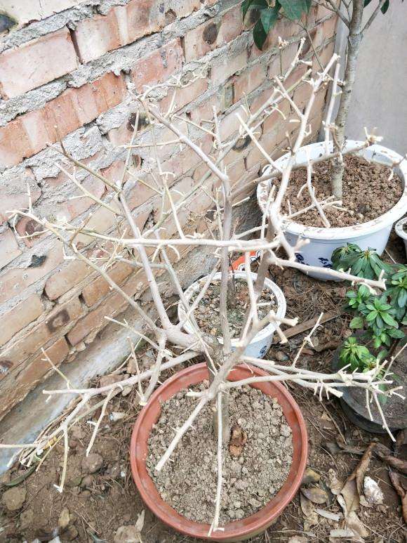 三角梅盆栽去年一年没怎么开过花