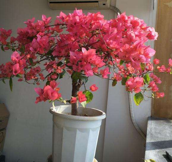 江苏可以地栽三角梅盆栽吗 图片