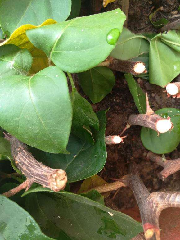 三角梅盆栽第一次扦插已发芽