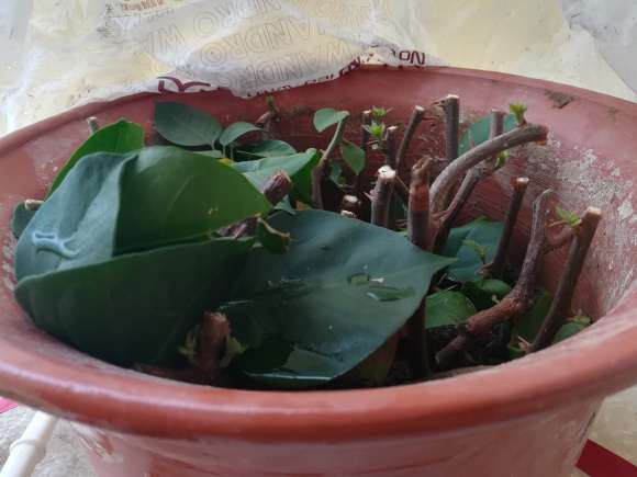 三角梅盆栽第一次扦插已发芽