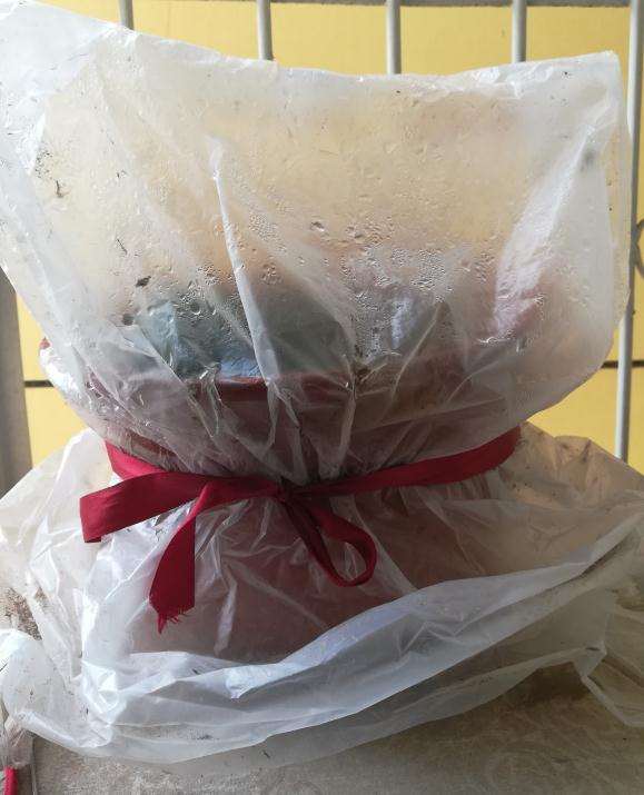 三角梅盆栽第一次扦插已发芽