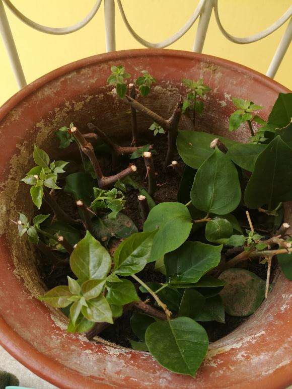 扦插三角梅盆栽第25天 怎么样 图片