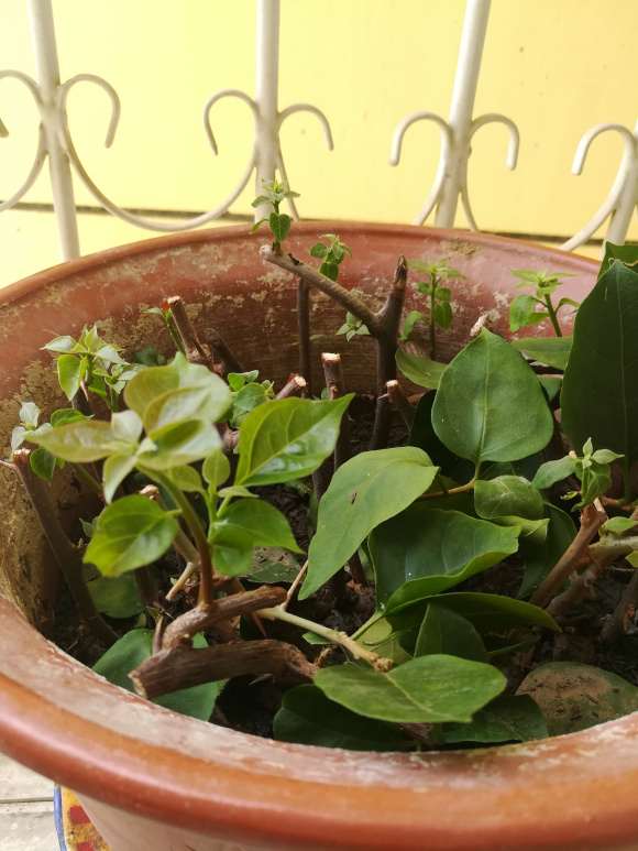 扦插三角梅盆栽第25天 怎么样 图片