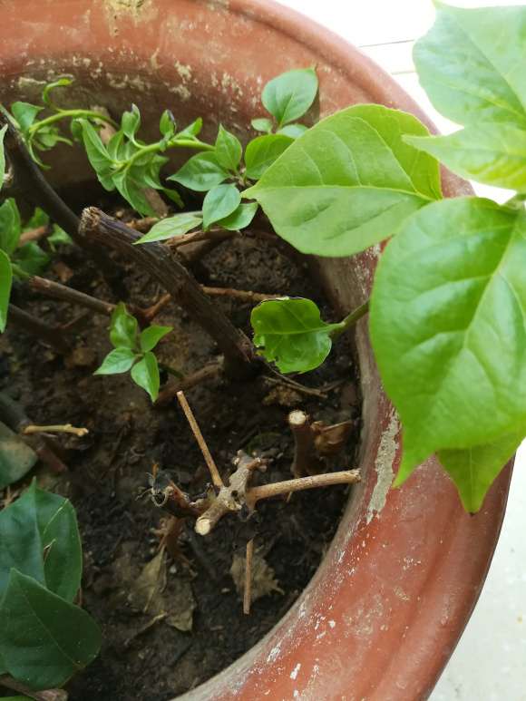 扦插三角梅盆栽第25天 怎么样 图片