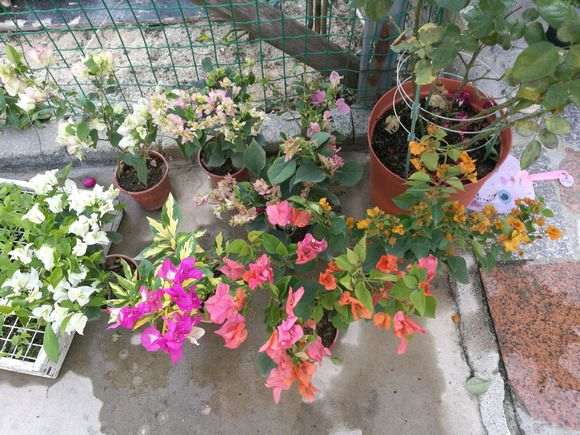 想买三角梅盆栽去哪里买 图片