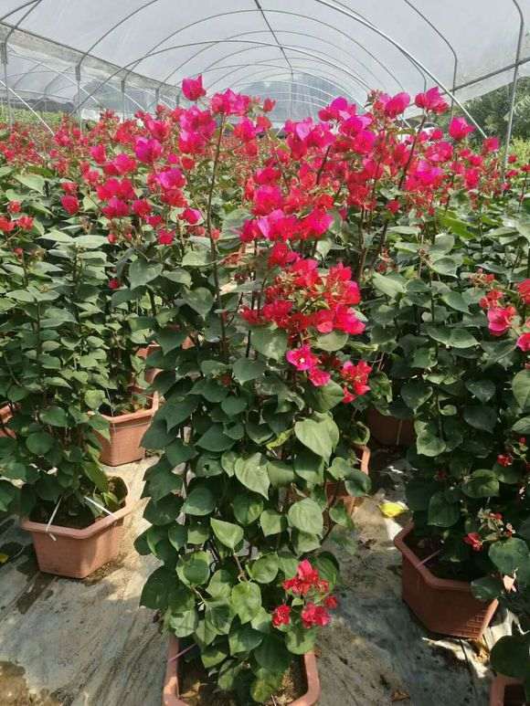 想买三角梅盆栽去哪里买 图片