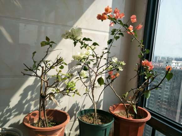 封闭阳台可以养三角梅盆栽吗 图片