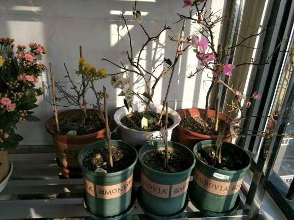 封闭阳台可以养三角梅盆栽吗 图片