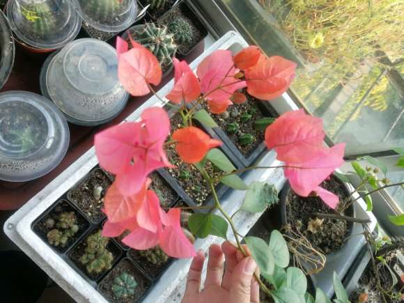 三角梅盆栽 买时颜色深 现在浅了 图片