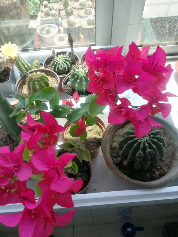 三角梅盆栽 买时颜色深 现在浅了 图片