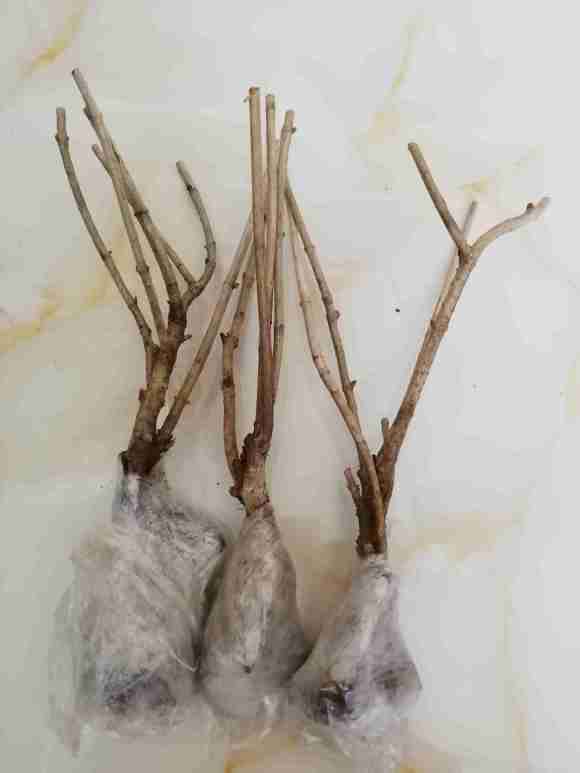 宿迁三角梅盆栽成活率高吗 图片