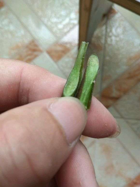 三角梅嫩盆栽枝形成层在哪 图片