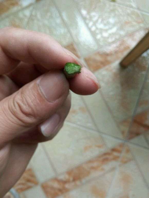 三角梅嫩盆栽枝形成层在哪 图片