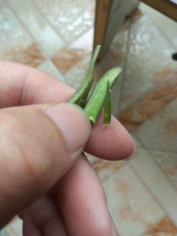 三角梅嫩盆栽枝形成层在哪 图片