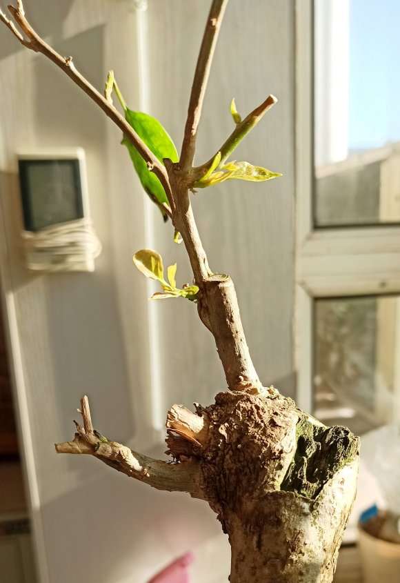 三角梅盆栽一直不长叶子 不发新芽