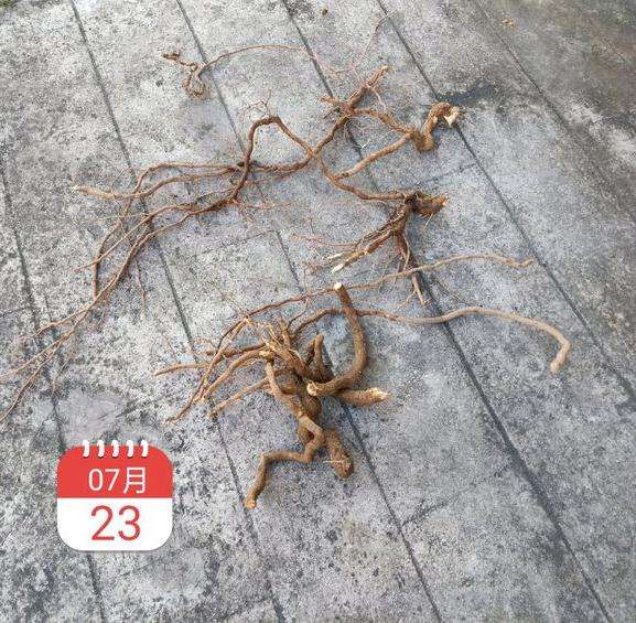 三角梅盆栽怎么嫁接成活的方法 图片