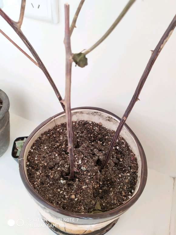三角梅盆栽插扦快20天了 怎么样 图片