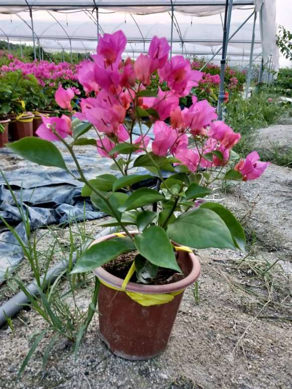 三角梅盆栽基地大量批发 图片