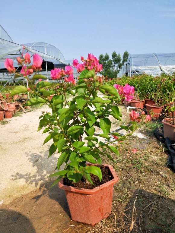 三角梅盆栽基地大量批发 图片