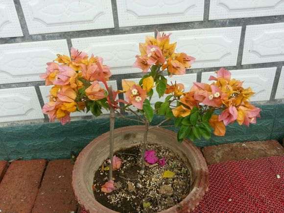 三角梅盆栽长的慢 怕冷 感觉很难养