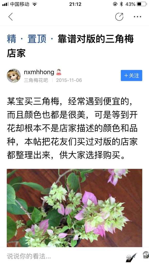 淘宝哪家店买三角梅盆栽 最好 图片