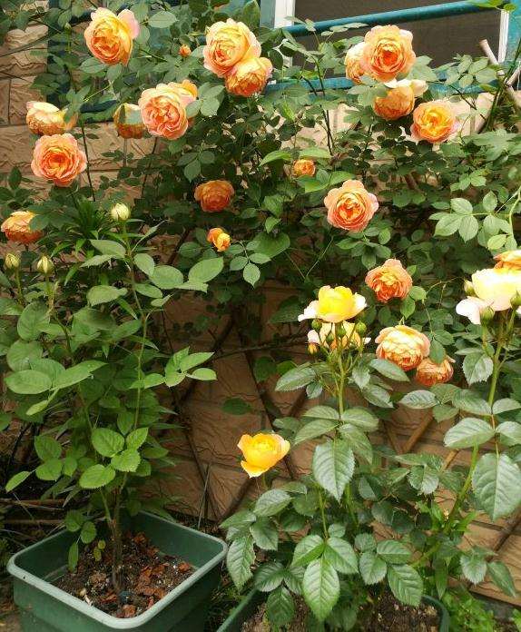 担心湖北三角梅盆栽过不了冬 怎么办