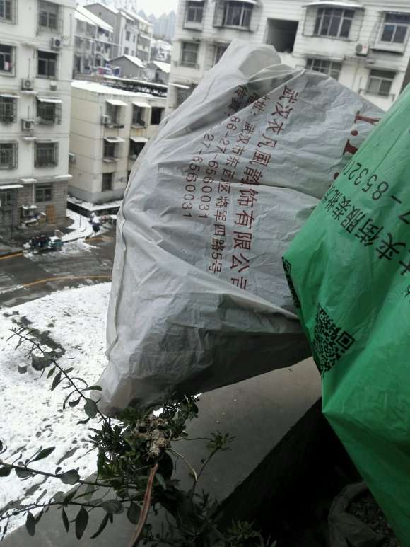 为什么冬季把三角梅盆栽搬到室内 图片