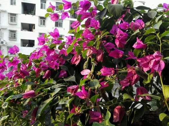 为什么冬季把三角梅盆栽搬到室内 图片