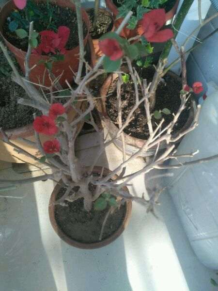 为什么三角梅盆栽不长叶子 也不发芽