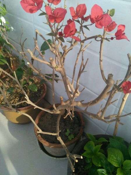 为什么三角梅盆栽不长叶子 也不发芽