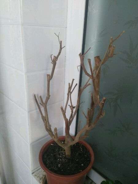 为什么三角梅盆栽不长叶子 也不发芽