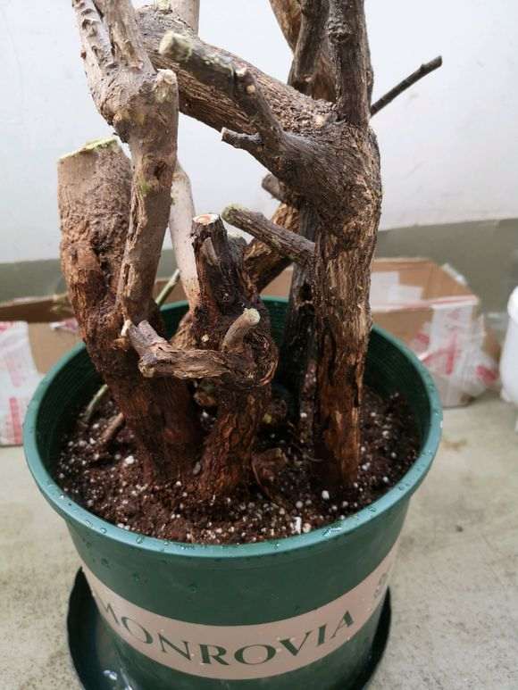 为什么养三角梅下山桩要喷水保湿