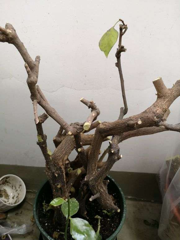 为什么养三角梅下山桩要喷水保湿