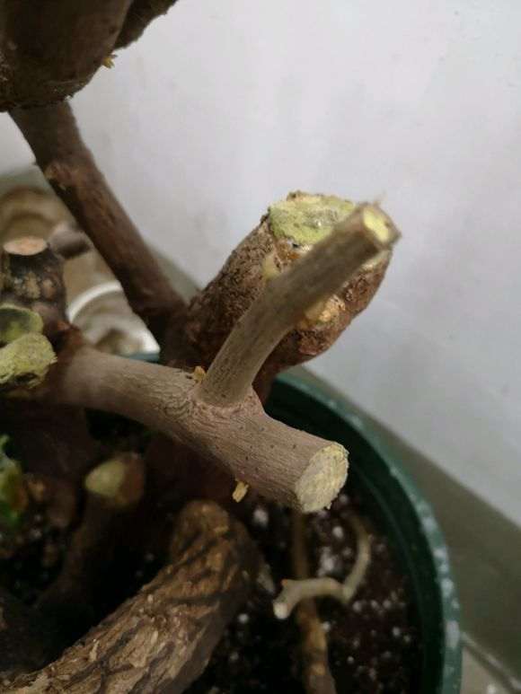 为什么养三角梅下山桩要喷水保湿