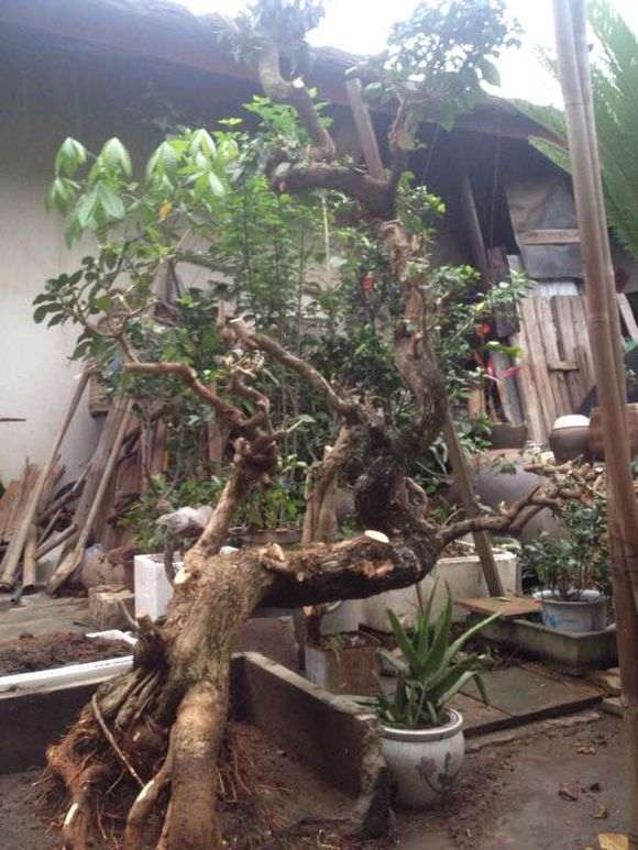 三角梅盆栽 10年了 2000元 贵吗 图片