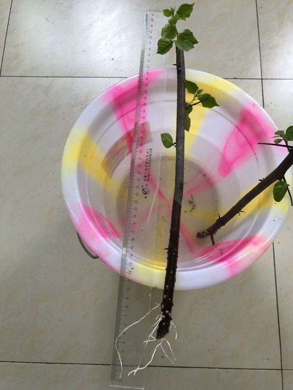 三角梅盆栽水插能活吗 怎么样 图片