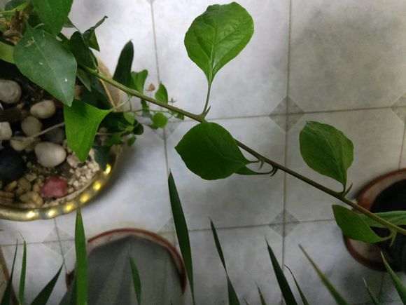 三角梅盆栽长刺了 怎么办 图片