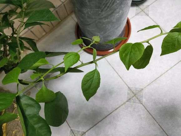 三角梅盆栽长刺了 怎么办 图片