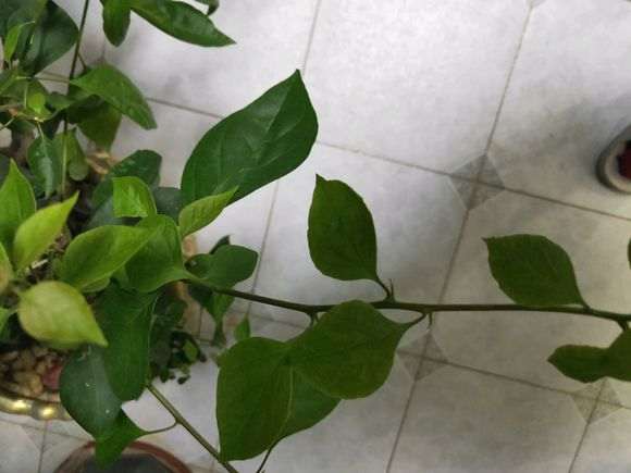 三角梅盆栽长刺了 怎么办 图片