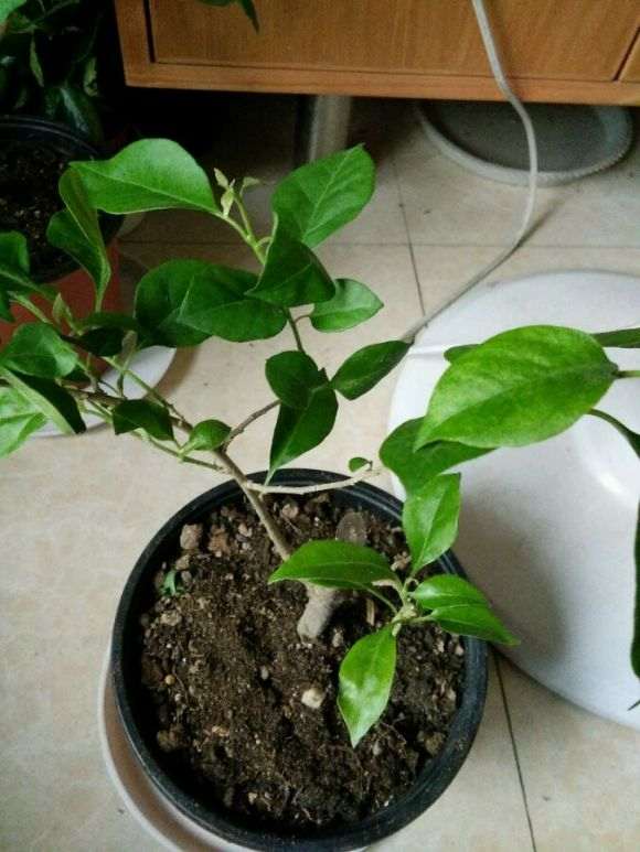 宿迁货 是真的三角梅盆栽吗 怎么办