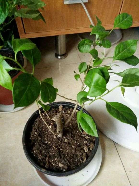 宿迁货 是真的三角梅盆栽吗 怎么办