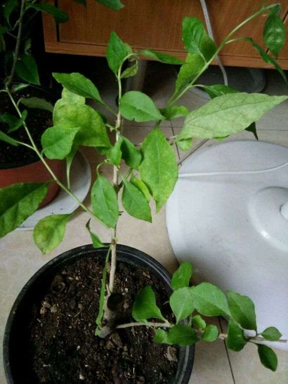 宿迁货 是真的三角梅盆栽吗 怎么办