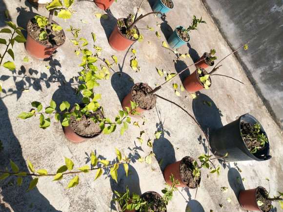 三角梅盆栽叶子全掉光了 怎么办 图片