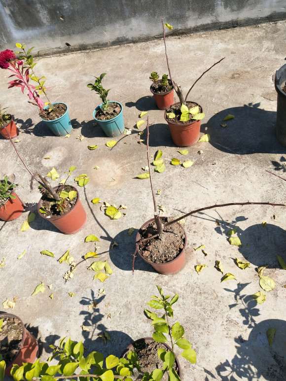 三角梅盆栽叶子全掉光了 怎么办 图片